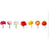 RANUNCULUS VARIADA