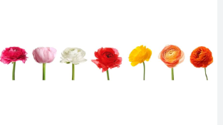 RANUNCULUS VARIADA