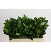 Ruscus Hypophyllum