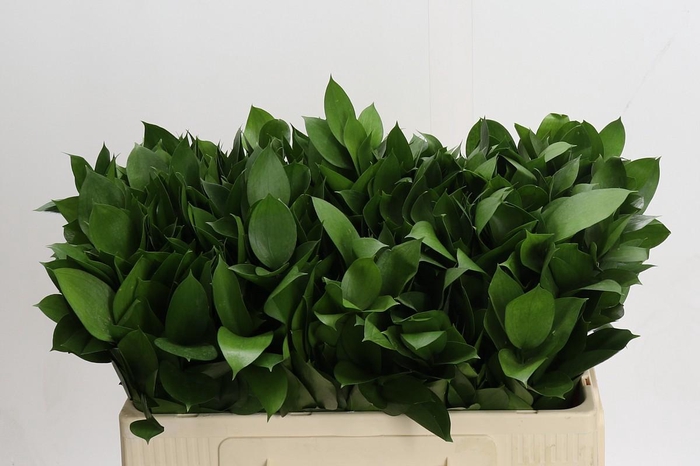 <h4>Ruscus Hypophyllum</h4>