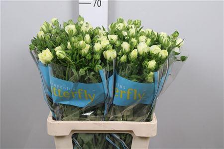 <h4>Ran Butterfly Graces</h4>