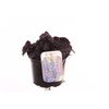 Ajuga reptans Black Scallop