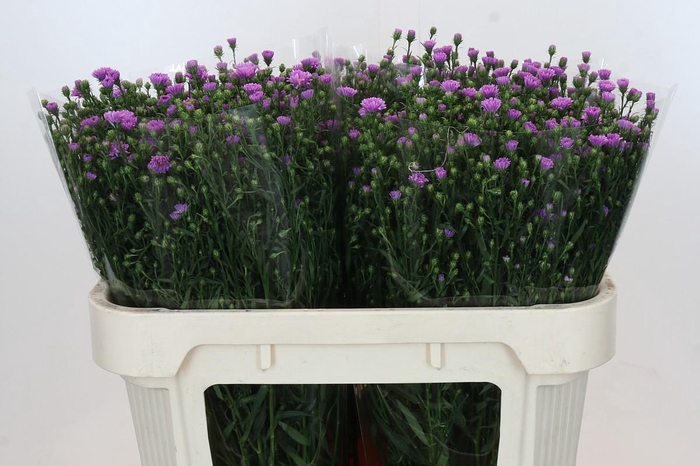 <h4>Aster Casarosa</h4>