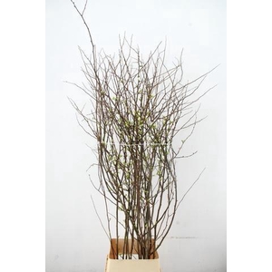 CHAENOMELES 'IVOOR' 140CM