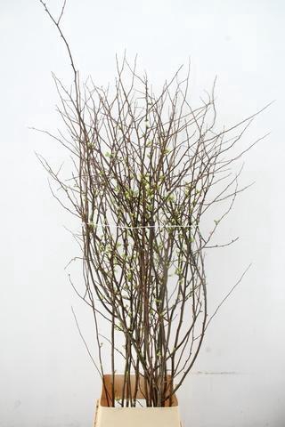 <h4>CHAENOMELES 'IVOOR' 140CM</h4>