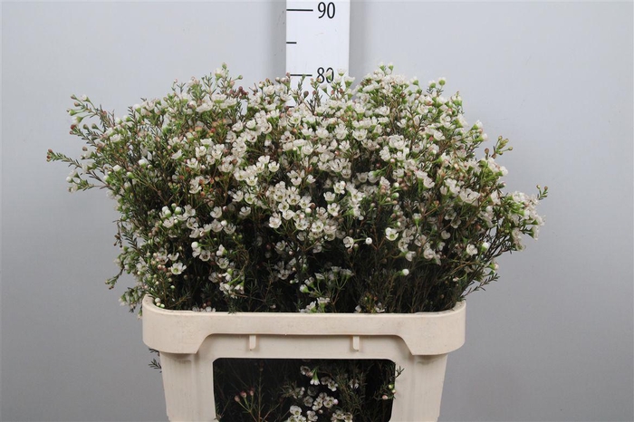 <h4>Chame Un Ella</h4>