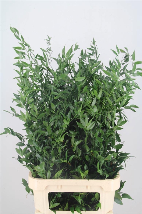 <h4>DANAE RACEMOSA PB</h4>