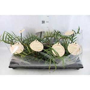 Philodendron   ...