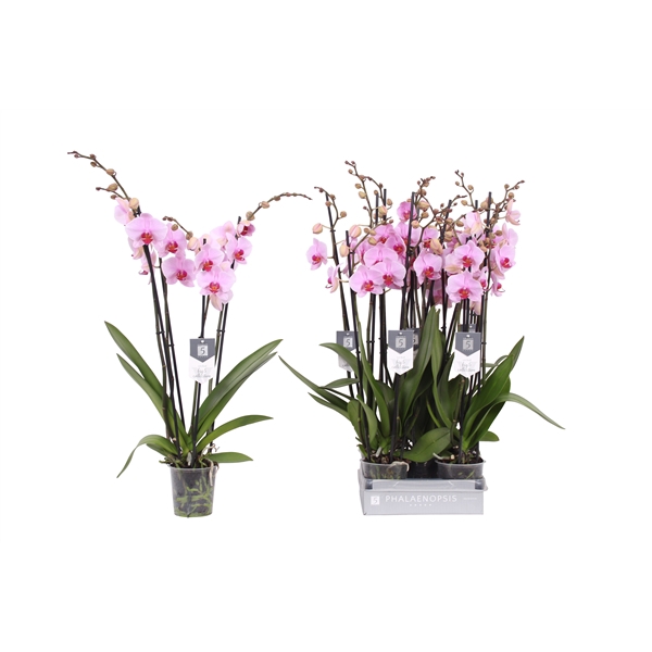 <h4>Phalaenopsis Washington, 4-spike 25+</h4>