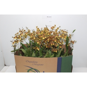 ONCIDIUM TROPIC STORM P14 TRABALHADA