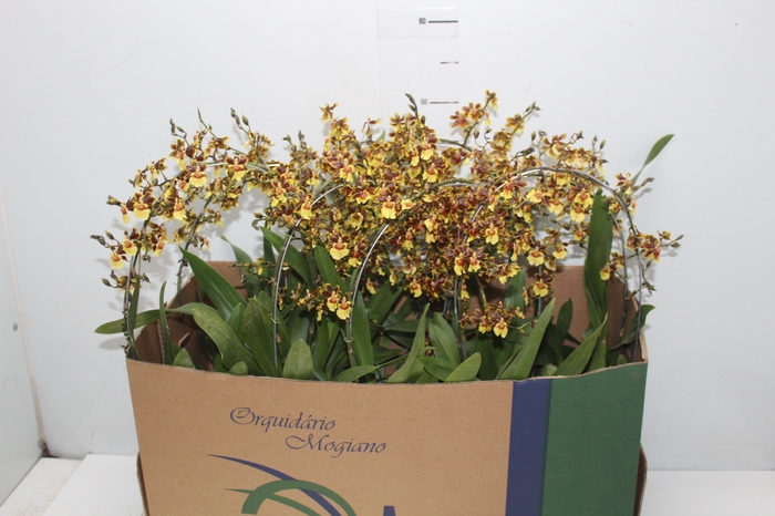 <h4>ONCIDIUM TROPIC STORM P14 TRABALHADA</h4>