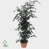 Ficus benjamina Danielle 27Ø 140cm 2pp