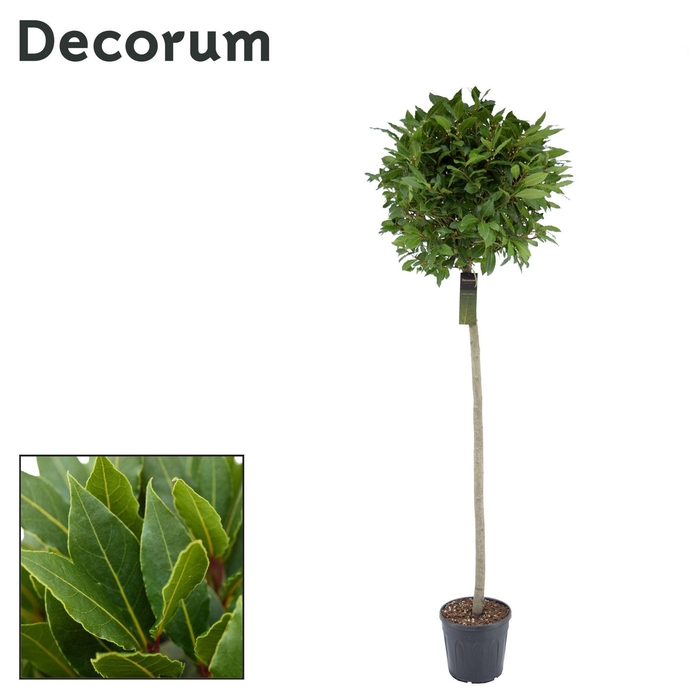 <h4>Laurus nobilis Bol op stam</h4>