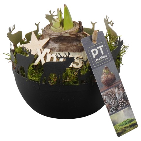 <h4>PTACH5873 Arrangementen Kerst</h4>