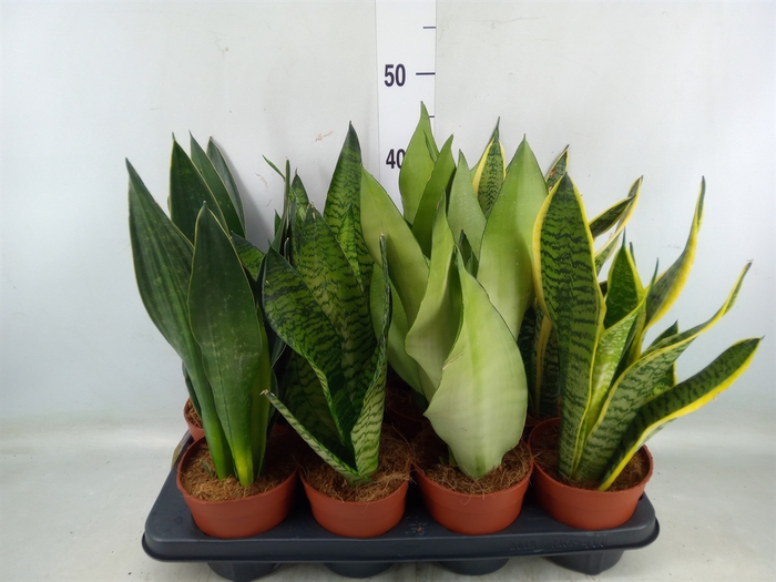 <h4>Sansevieria trifa.   ...</h4>