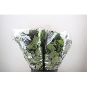 Hedera Berry 200gr P Bunch