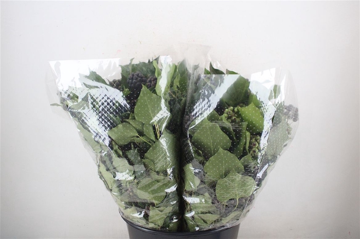 <h4>Hedera Berry 200gr P Bunch</h4>