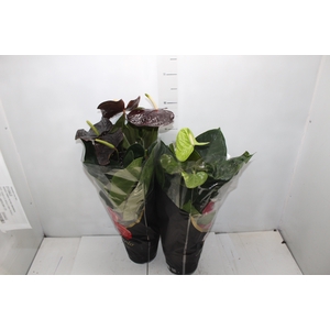 ANTHURIUM VARIADO P17 PREMIUM