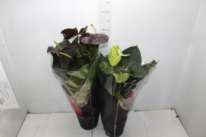 <h4>ANTHURIUM VARIADO P17 PREMIUM</h4>