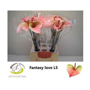 ANTH A # FAN LOVE WATER 50CM