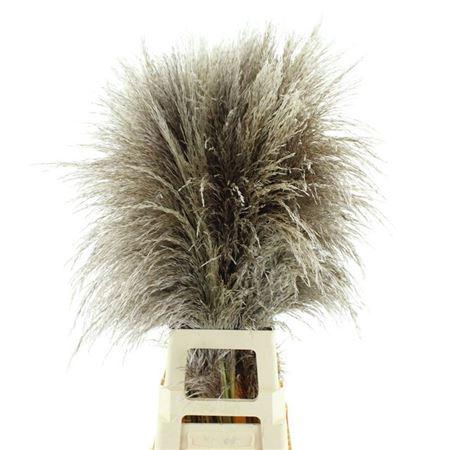 <h4>Corta Se Evita</h4>