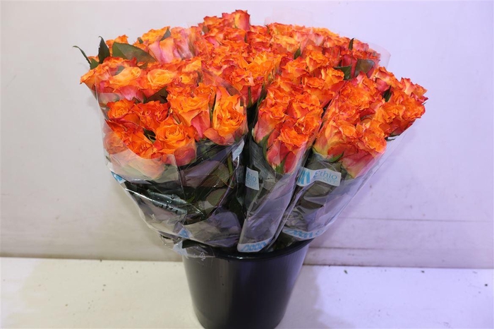 <h4>R Gr Mariyo!</h4>