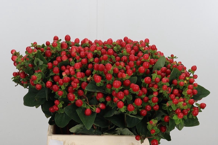 <h4>Hyp Tomato Flair</h4>