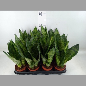 Sansevieria zeylanica