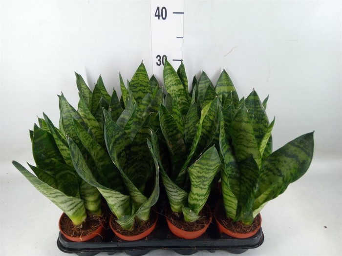 <h4>Sansevieria zeylanica</h4>