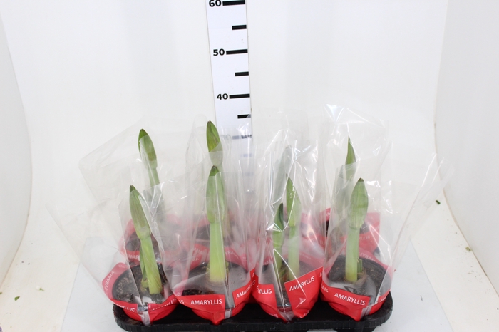 AMARYLLIS P14 VERMELHO MIN 2 HT
