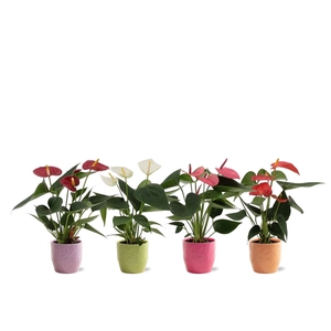 Anthurium 4 color mix in Casablanca ceramics