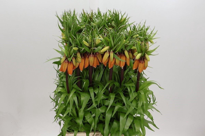 <h4>Fritillaria imper. 'Orange Sweet'</h4>
