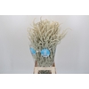 Amaranthus Yearming Desert
