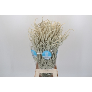 Amaranthus Yearming Desert