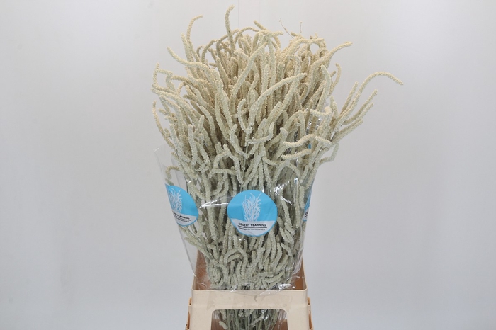 <h4>Amaranthus Yearming Desert</h4>