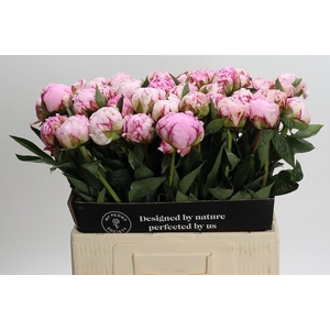 Paeonia Sarah Bernhardt