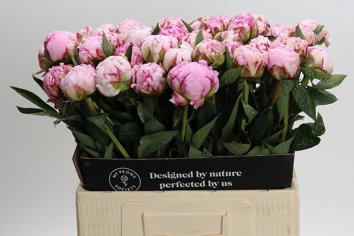 <h4>Paeonia Sarah Bernhardt</h4>