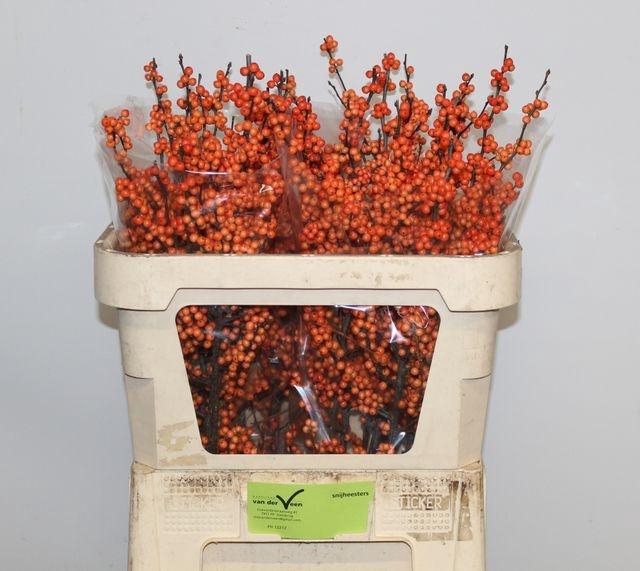 <h4>Ilex vert Winter Gold L 7</h4>