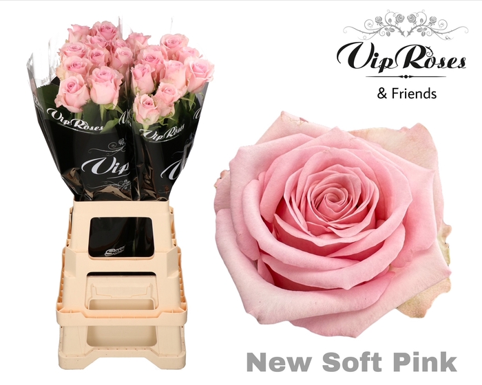 R Gr Ov New Soft Pink