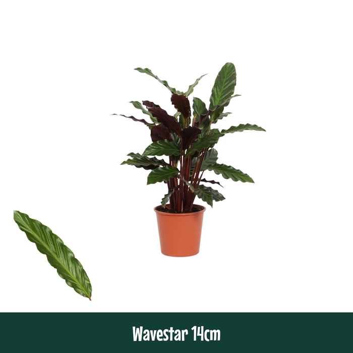 <h4>Calathea 14cm Wavestar (Rufibarba) - Living</h4>