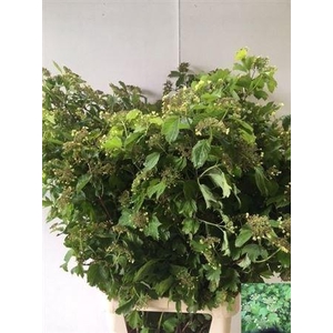 Viburnum Opulus