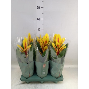Vriesea  'Intenso Yellow Flame'
