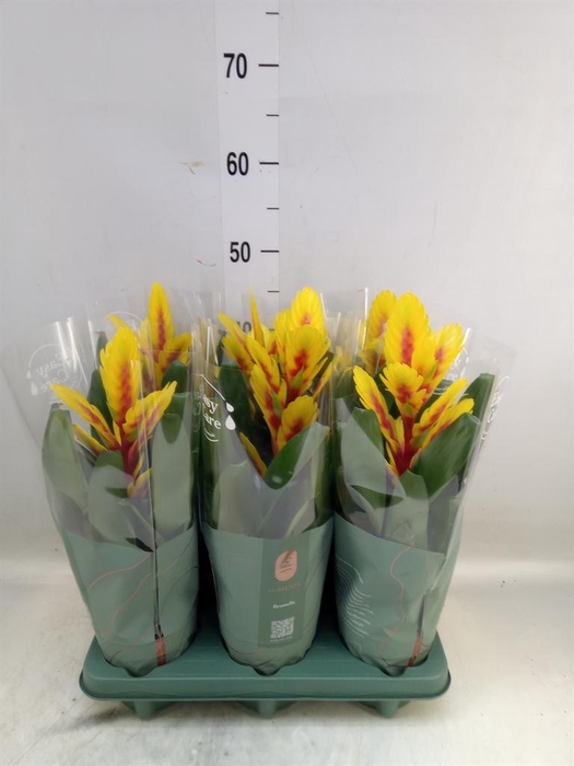 <h4>Vriesea  'Intenso Yellow Flame'</h4>