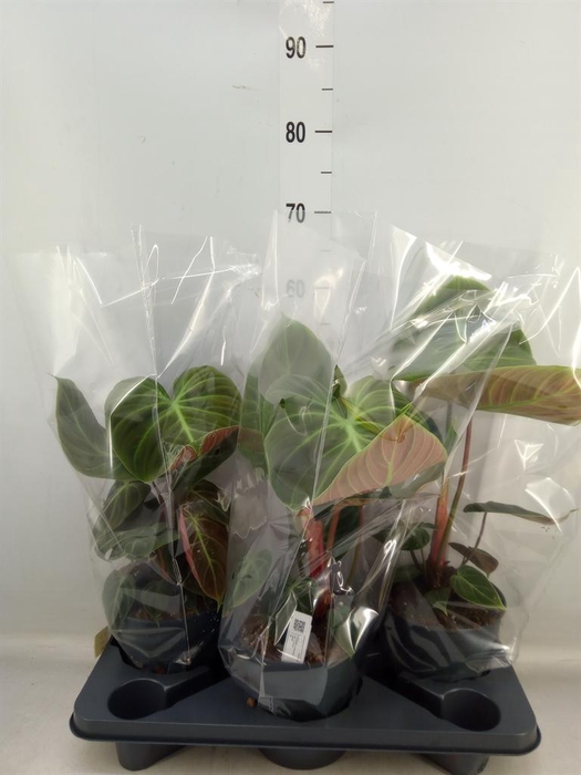 <h4>Philodendron   ...</h4>