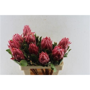 PROTEA CY RED REX