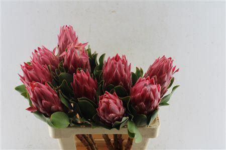 <h4>PROTEA CY RED REX</h4>