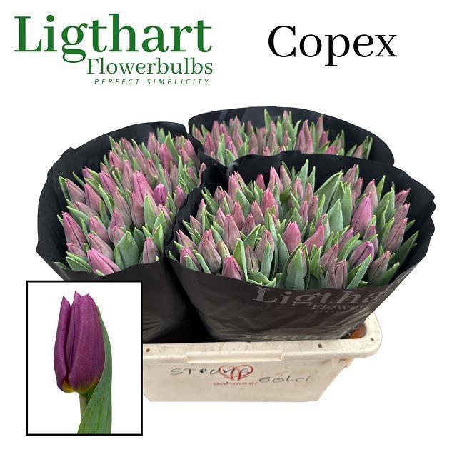 <h4>TU EN COPEX</h4>