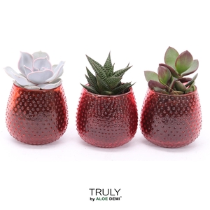 TRULY Succulent, Orange Dots glass