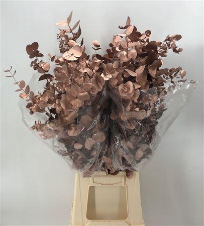 <h4>Col Cinerea Champagne Metal</h4>