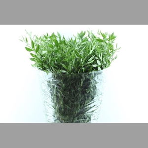 Ruscus Italy 200 Gram